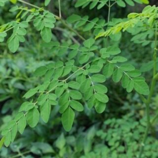 Moringa planta x100 grs