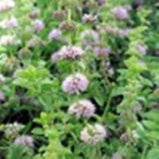 Poleo hojas x 100 grs