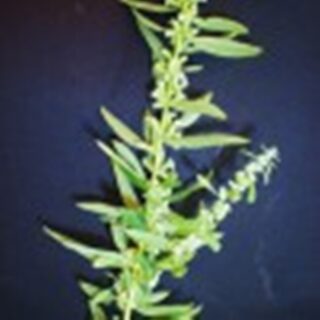 Te del Burro 100 grs